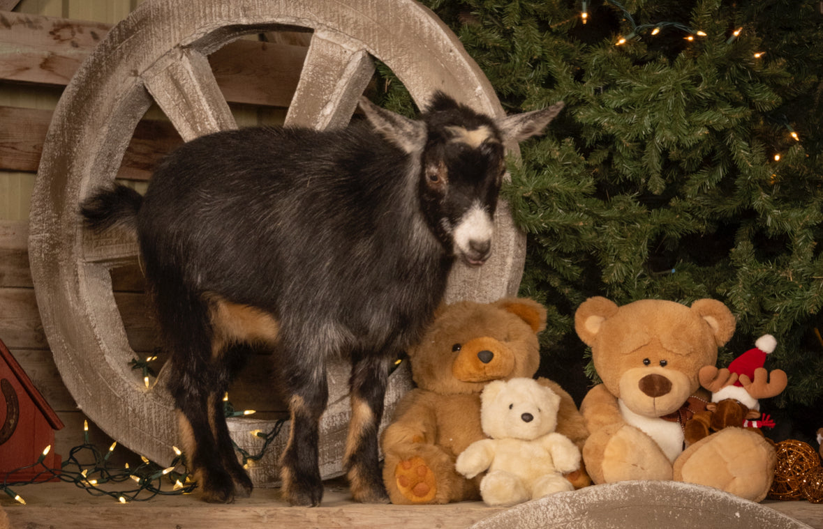 Holiday Mini Session