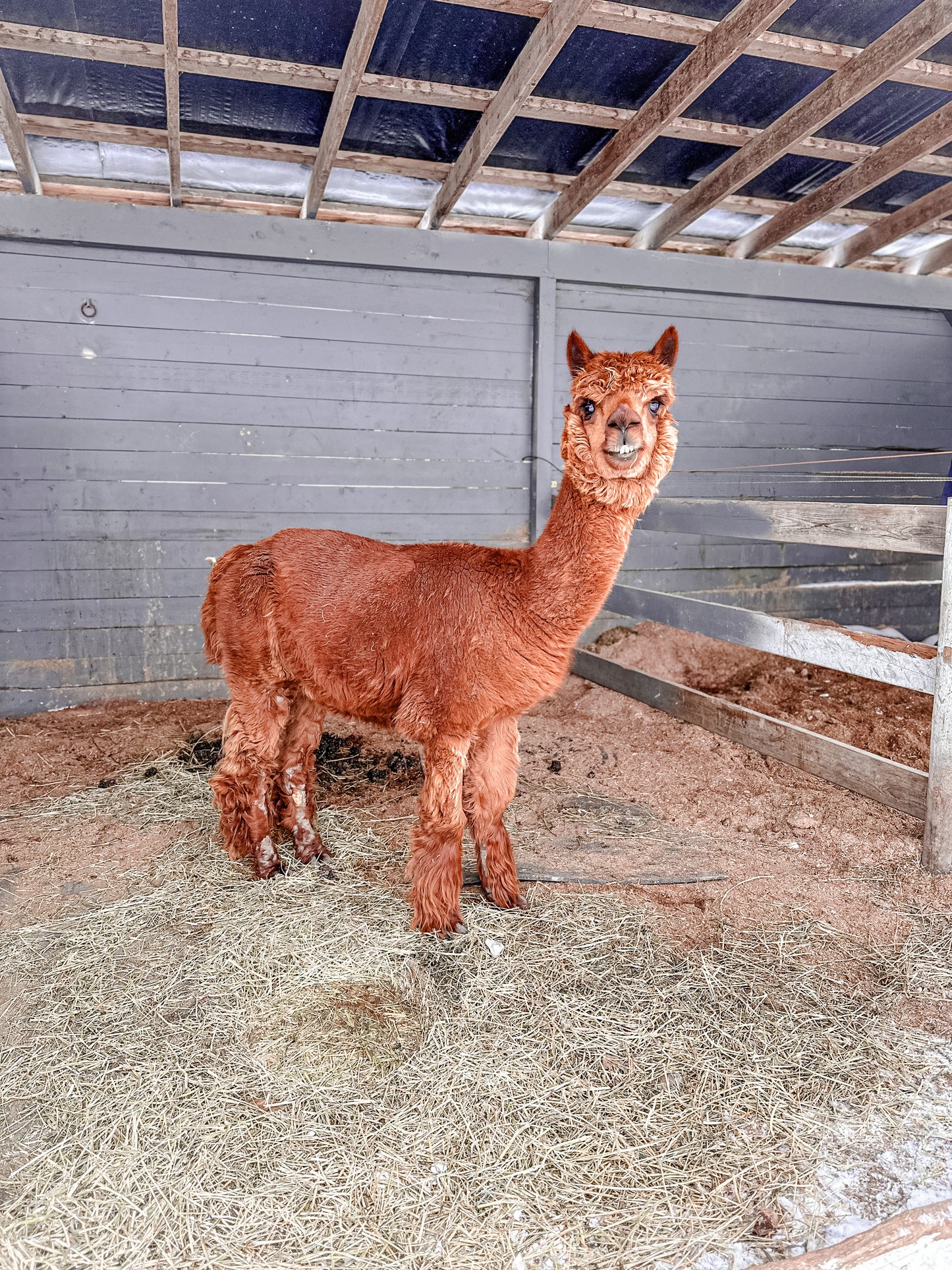 Red Orange Alpaca with Fluffy Fur at Namastables in Langley BC Canada
