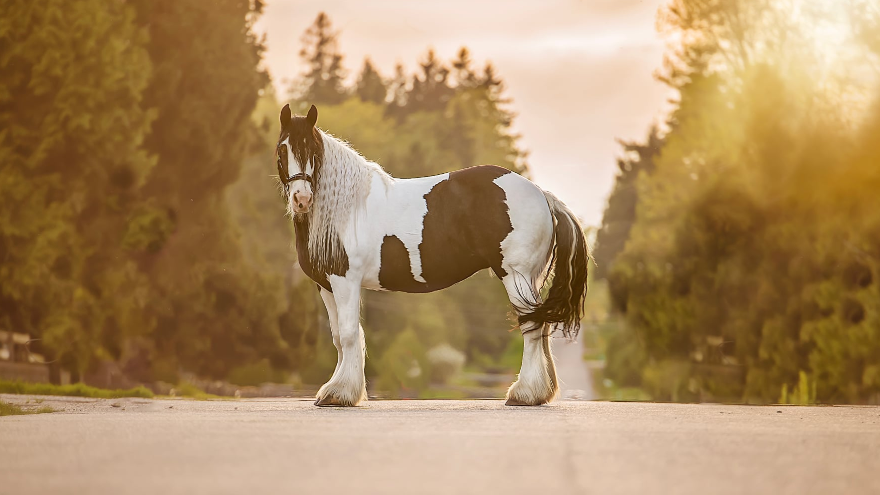 Black and white horse standing on a road with trees in the background in Langley BC Canada