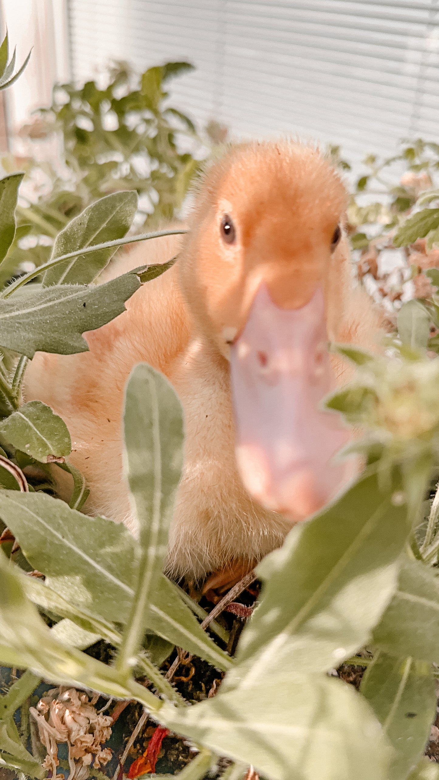 Baby Fluffy Yellow Duckling with Pink Bill in Plants and Garden