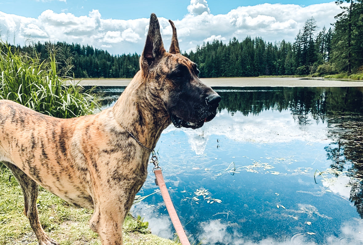 Brindle Great Dane at the Pond