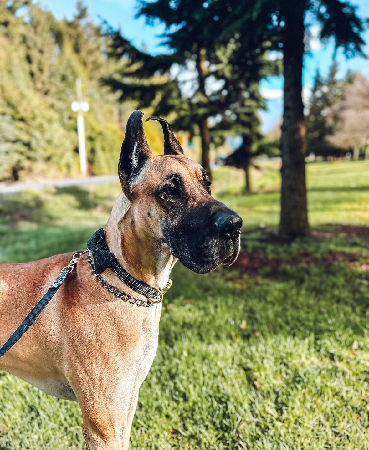 Large Great Dane Puppy in a Park in Langley BC Canada