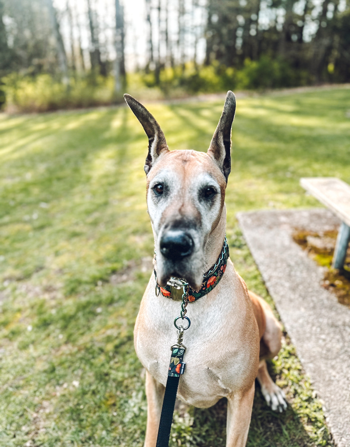Fawn Great Dane Looking at the Camera at a park in Langley BC Canada