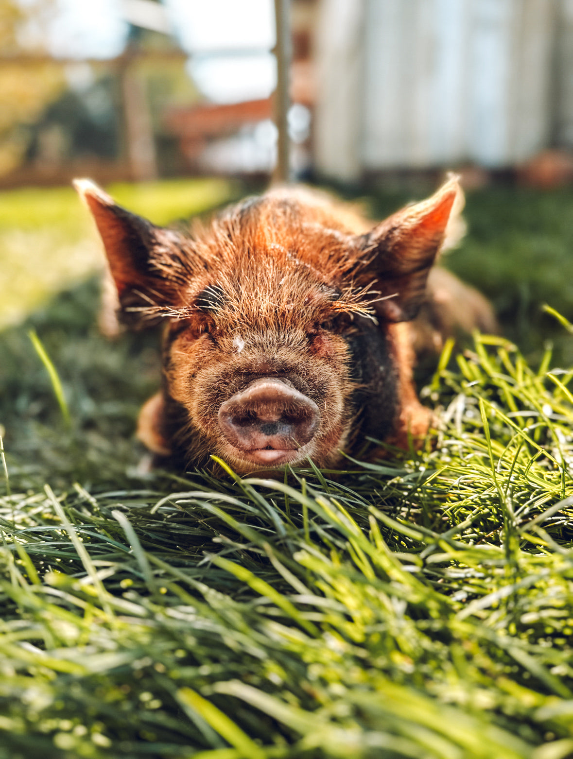 KuneKune Pig Laying in Grass