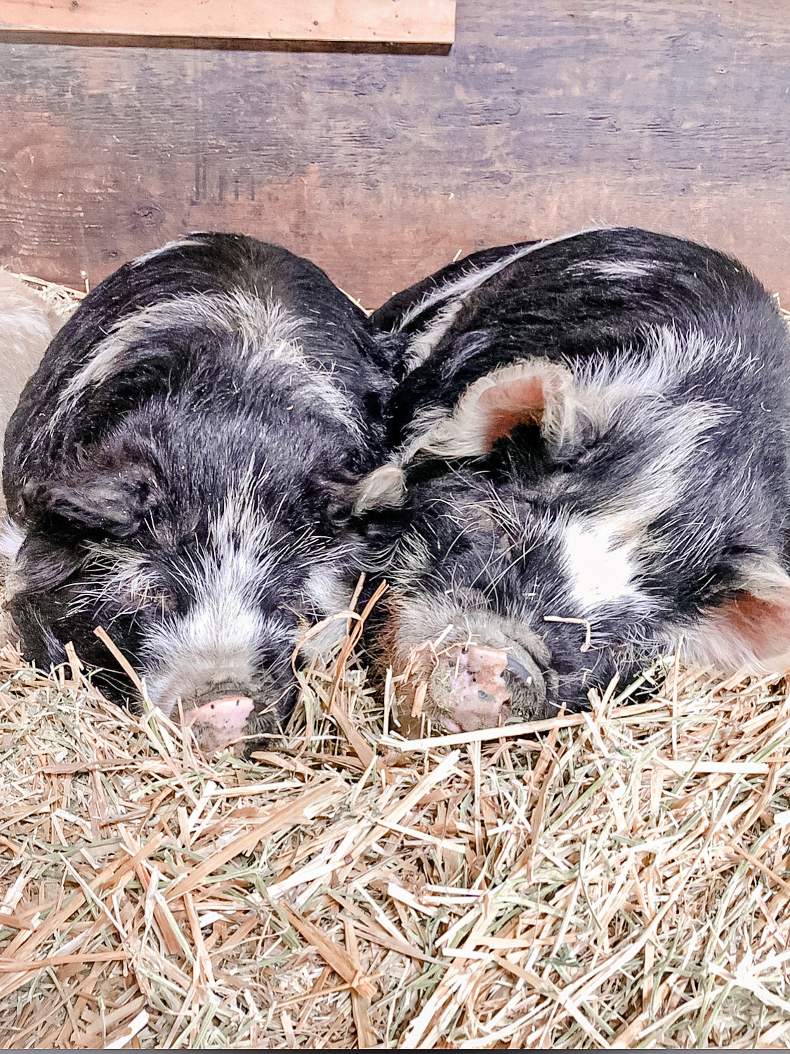 Black and White KuneKune Pigs laying in pen of Hay