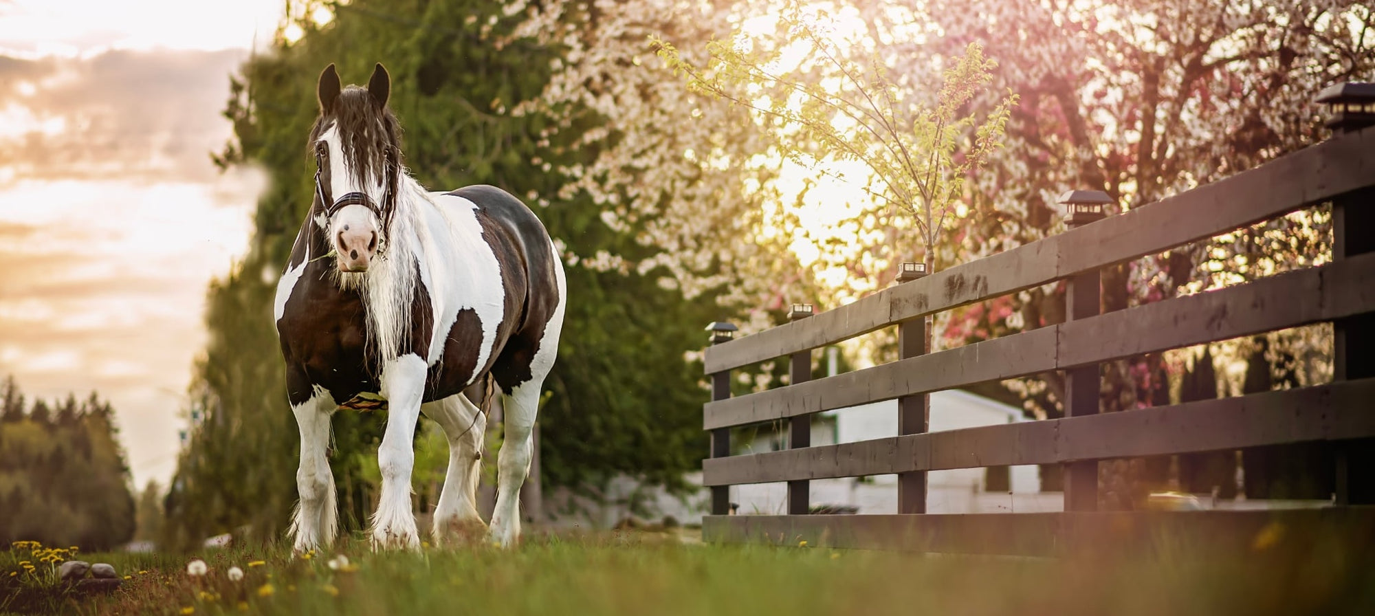 Horse standing in a field with trees and sunset in the background