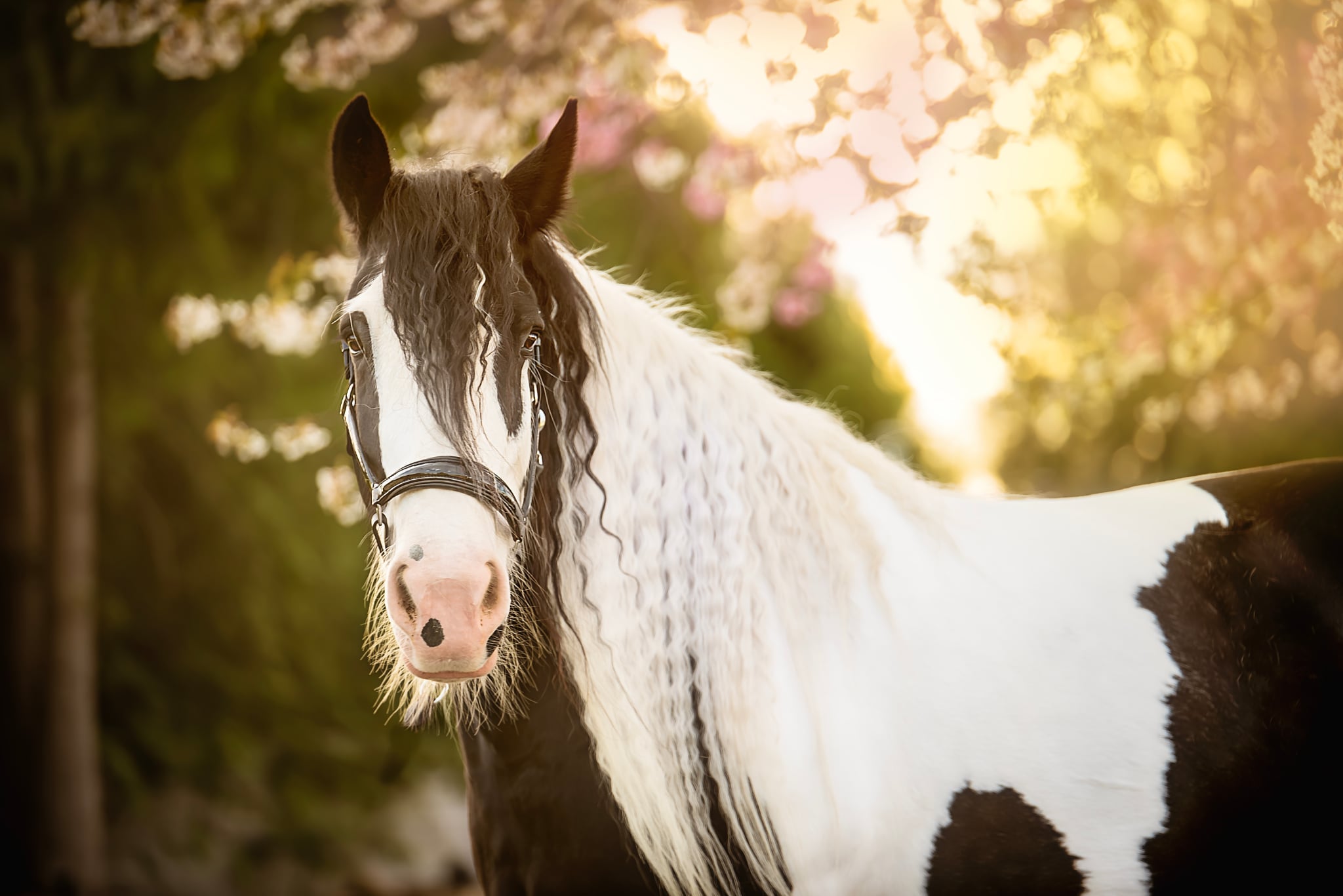 Black and White Gypsy Vanner Drumhorse