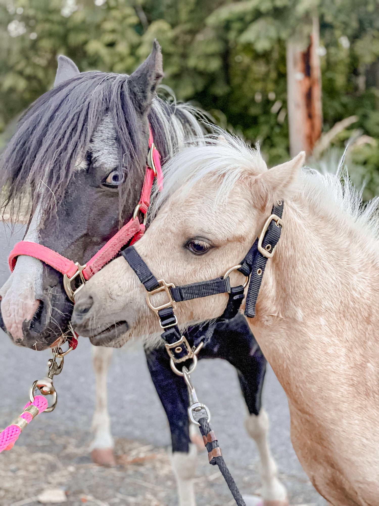 Miniature Horses Nuzzling Eachother