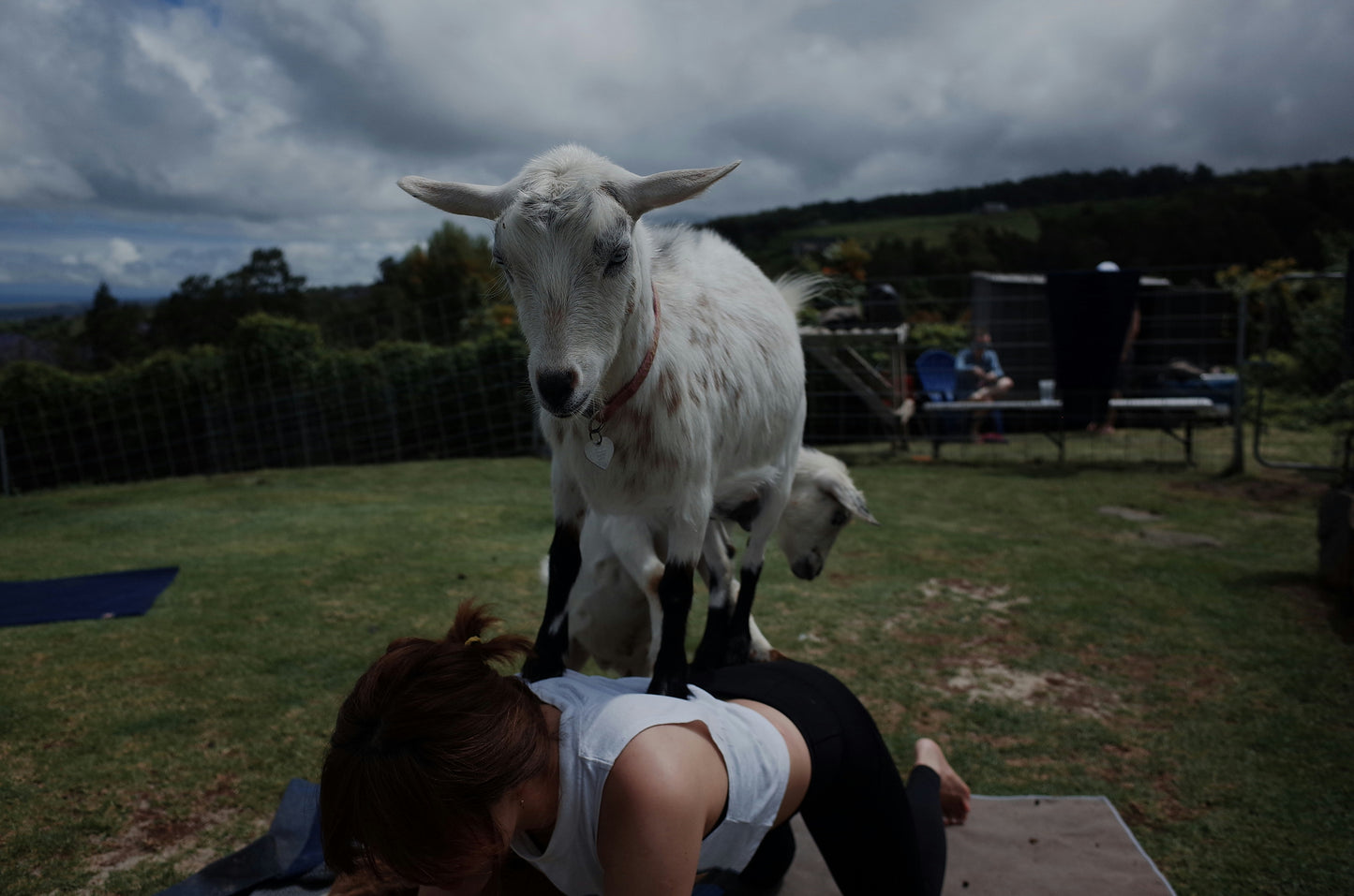 Person lying on grass with a goat standing over them, outdoors.
