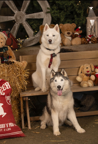 Holiday Mini Session