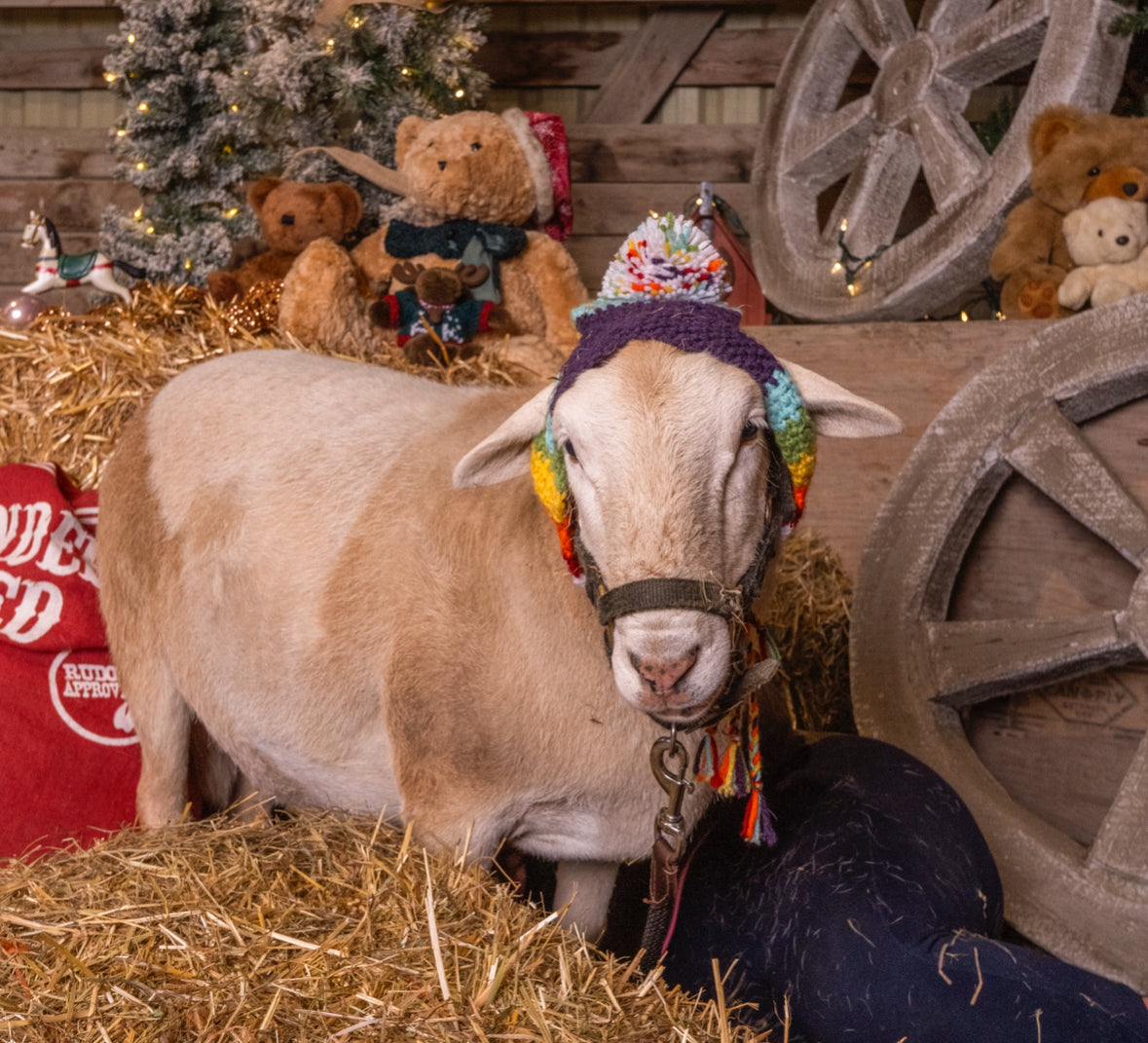 Holiday Mini Session