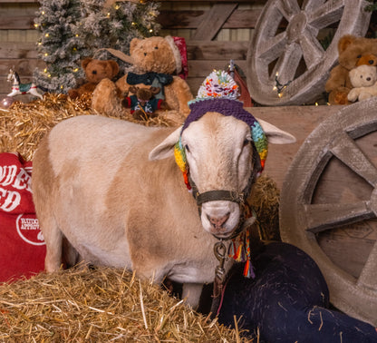 Holiday Mini Session