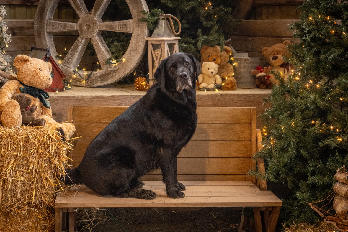 Holiday Mini Session