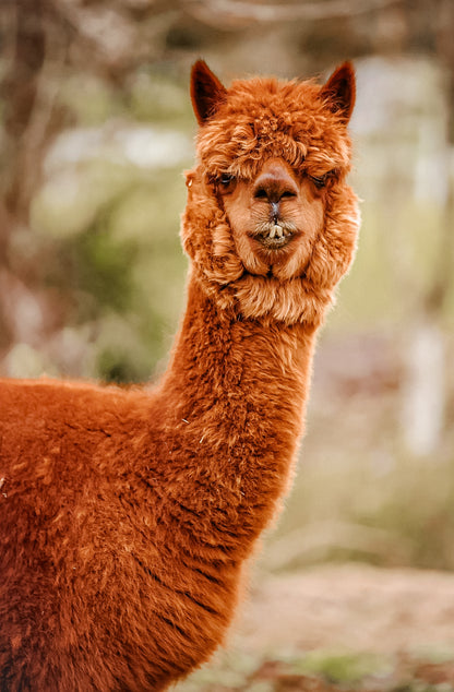 Alpaca Red Orange Fur and Large Teeth