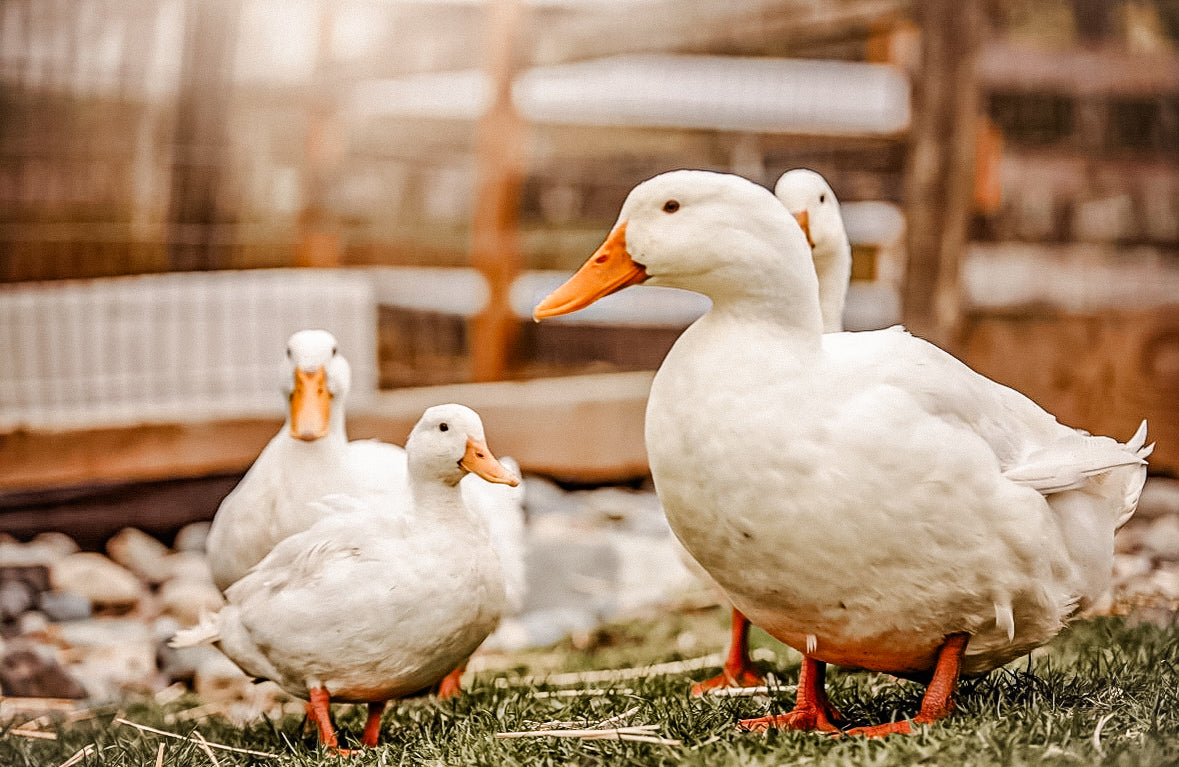 Ducks on a farm in a sun dappled paddock in Langley BC