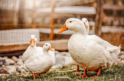Ducks on a farm in a sun dappled paddock in Langley BC