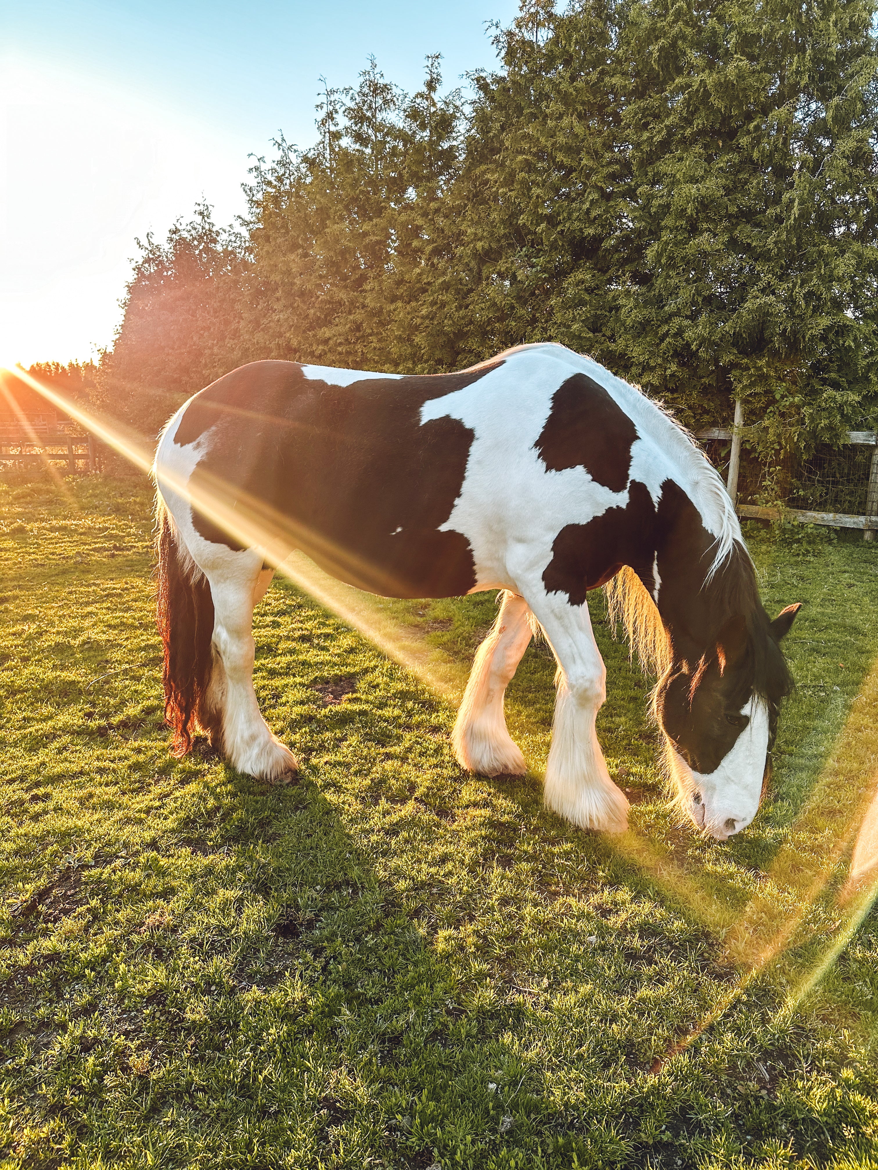 Animal Assisted Wellness Retreat Equine Therapy in Langley BC