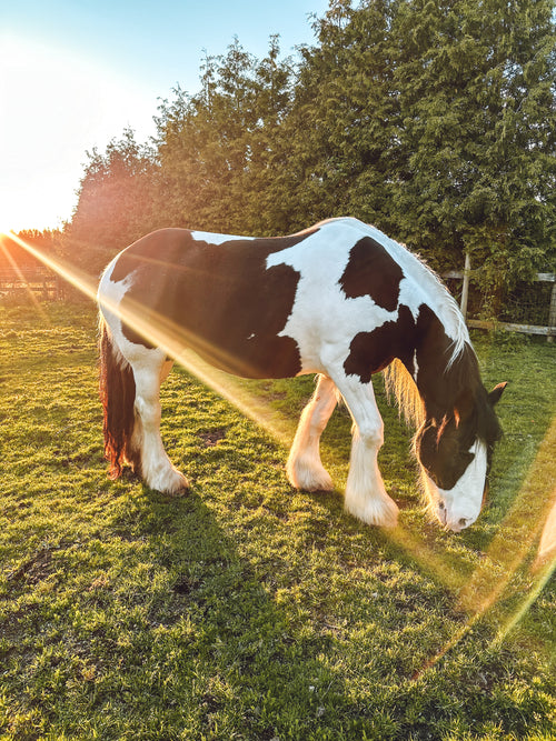 Animal Assisted Wellness Retreat Equine Therapy in Langley BC