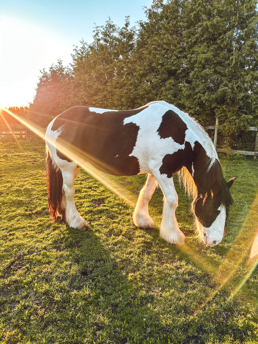 Animal Assisted Wellness Retreat Equine Therapy in Langley BC