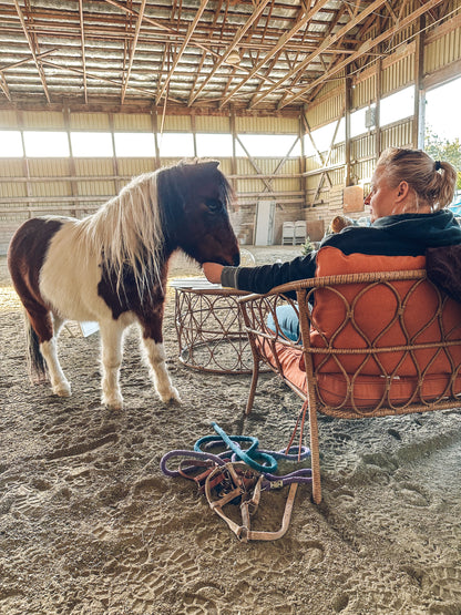 Animal Assisted Wellness Therapy in Langley BC