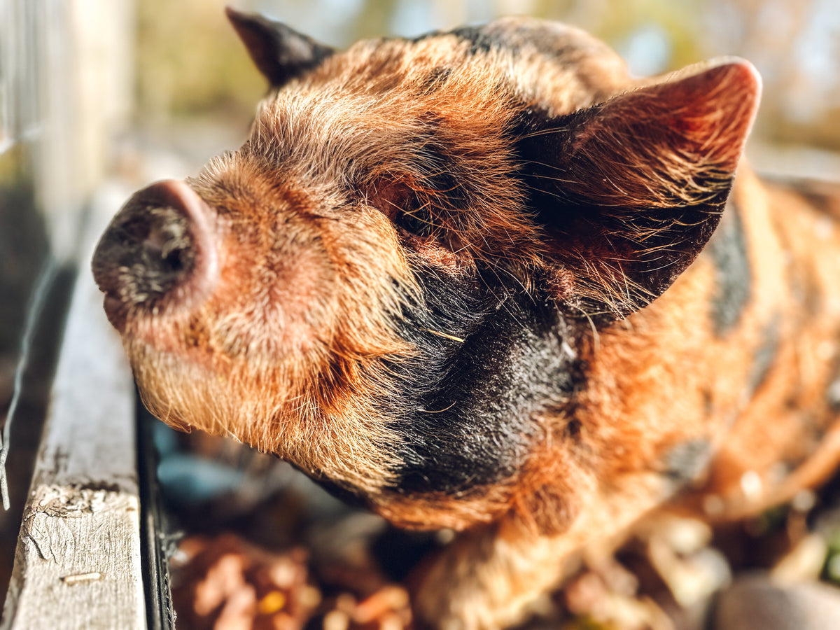 Animal Assisted Wellness Holistic Therapy in Langley BC Kunekune