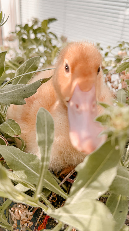 Baby Fluffy Yellow Duckling with Pink Bill in Plants and Garden