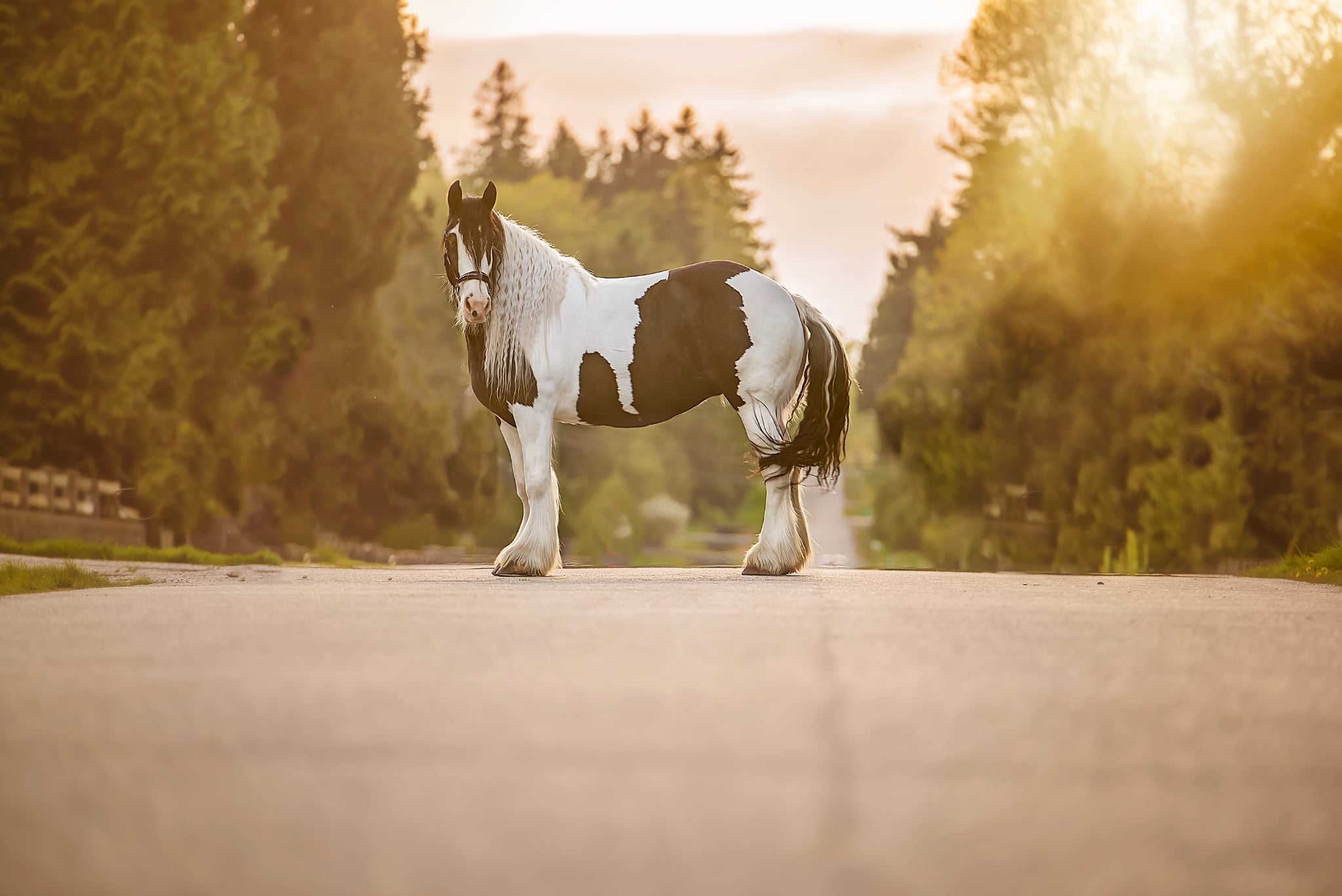 Horse standing on a road with trees in the background during sunset.