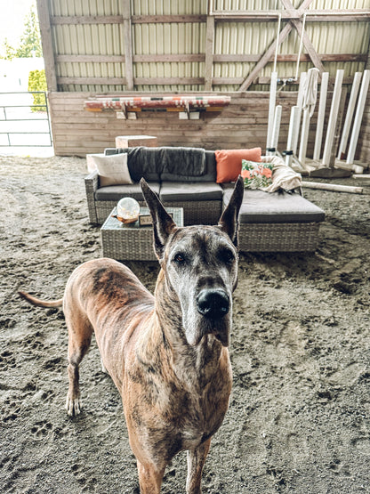 Dogs of Namastables Animal Assisted Wellness Retreat in Langley BC