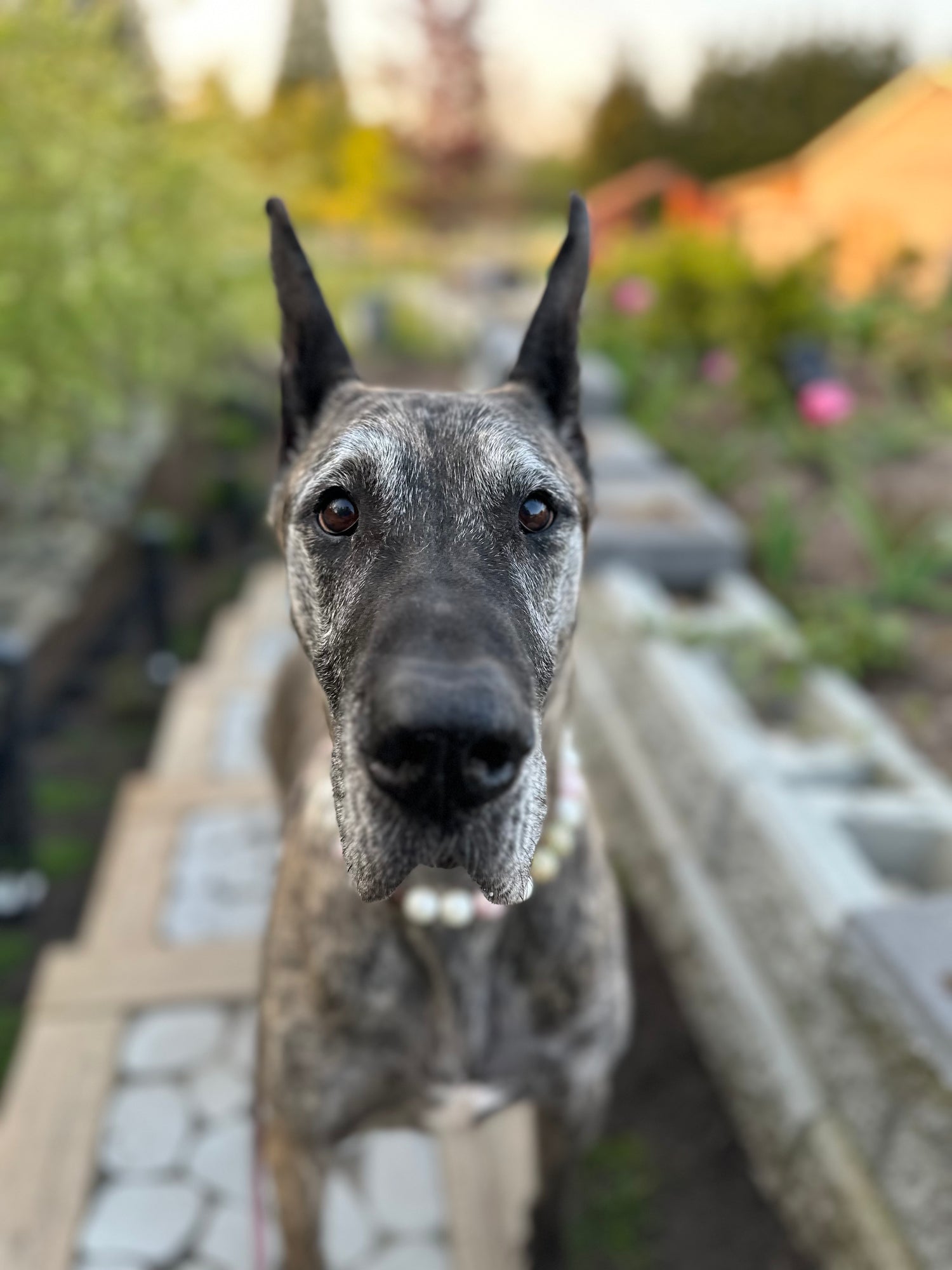 Dog looking up at the camera with a blurred garden background