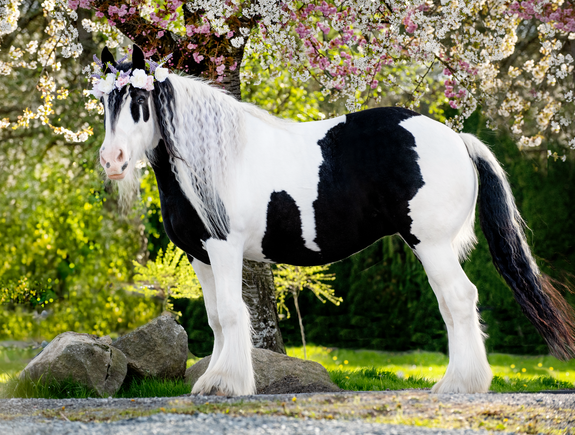 Black and White Horse Floral Crown Langley BC