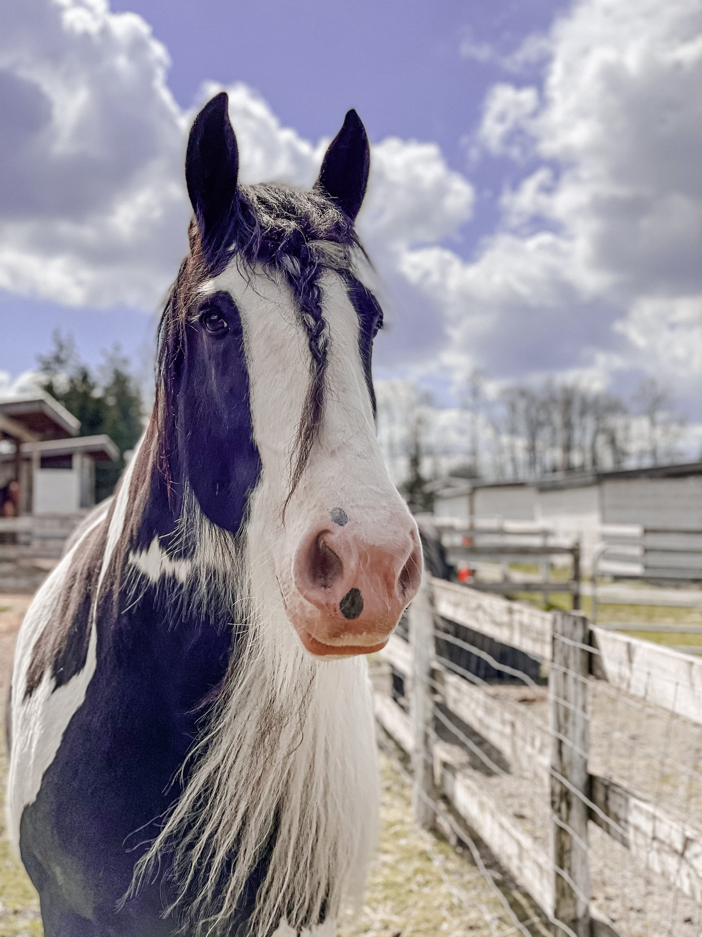 Private One on One Animal Assisted Wellness Session ** 1 Hour **