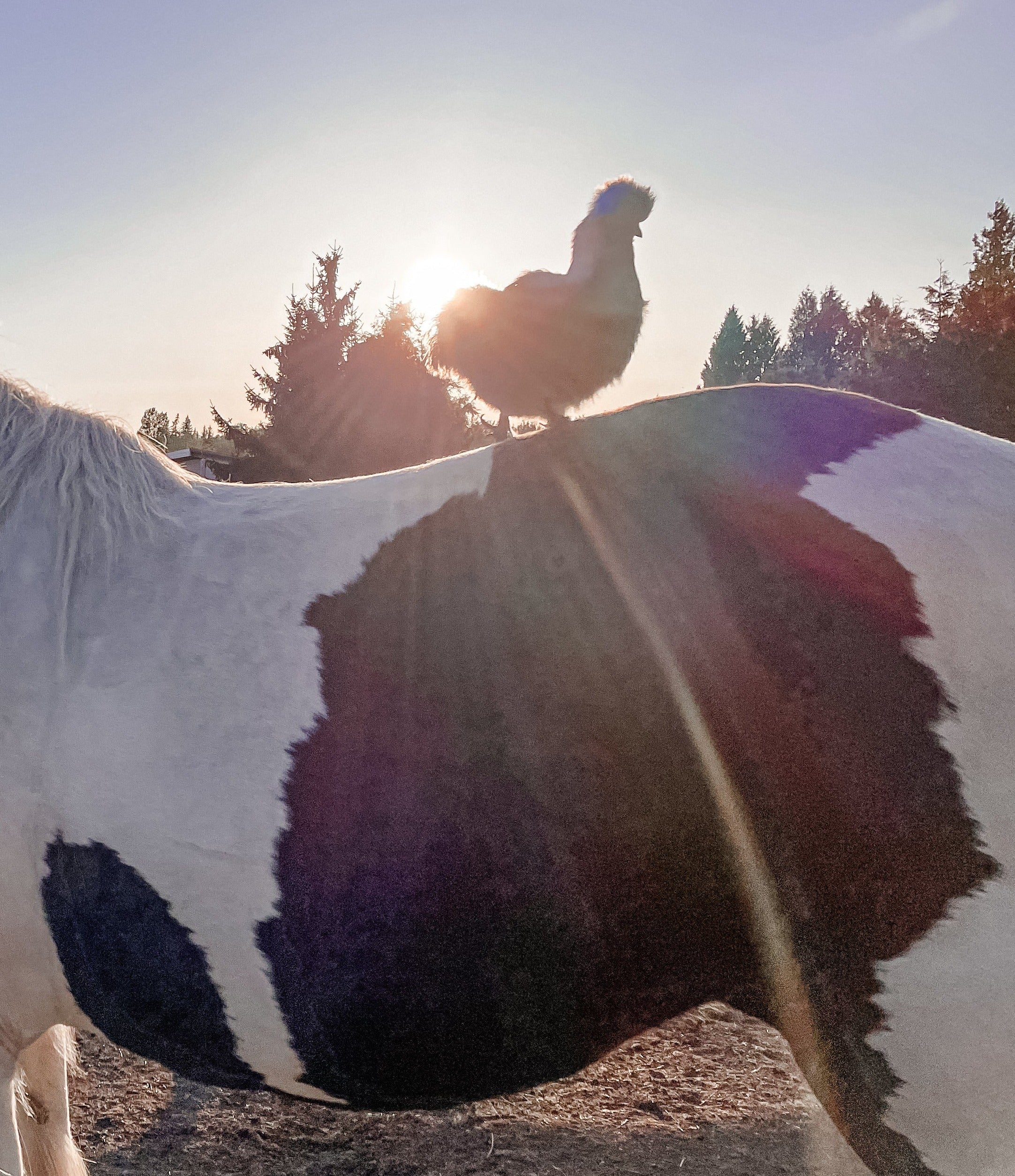 Animal Assisted Wellness Equine Therapy Session in Langley BC