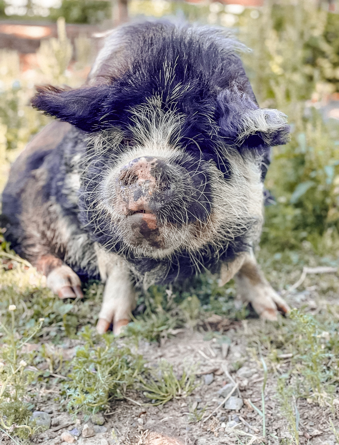 Pig in the Mud Langley BC 