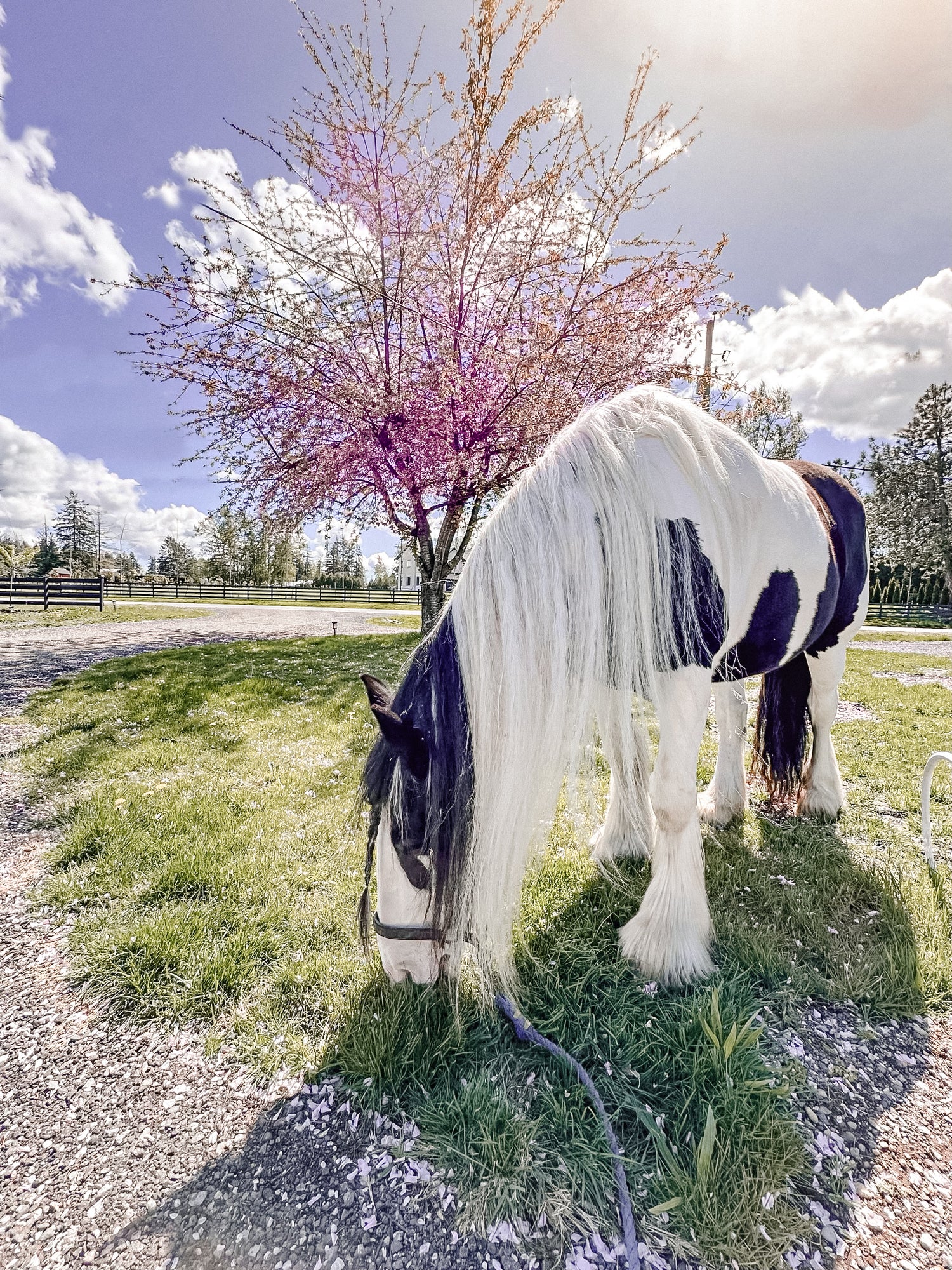 Black and White Drumhorse Langley BC Canada