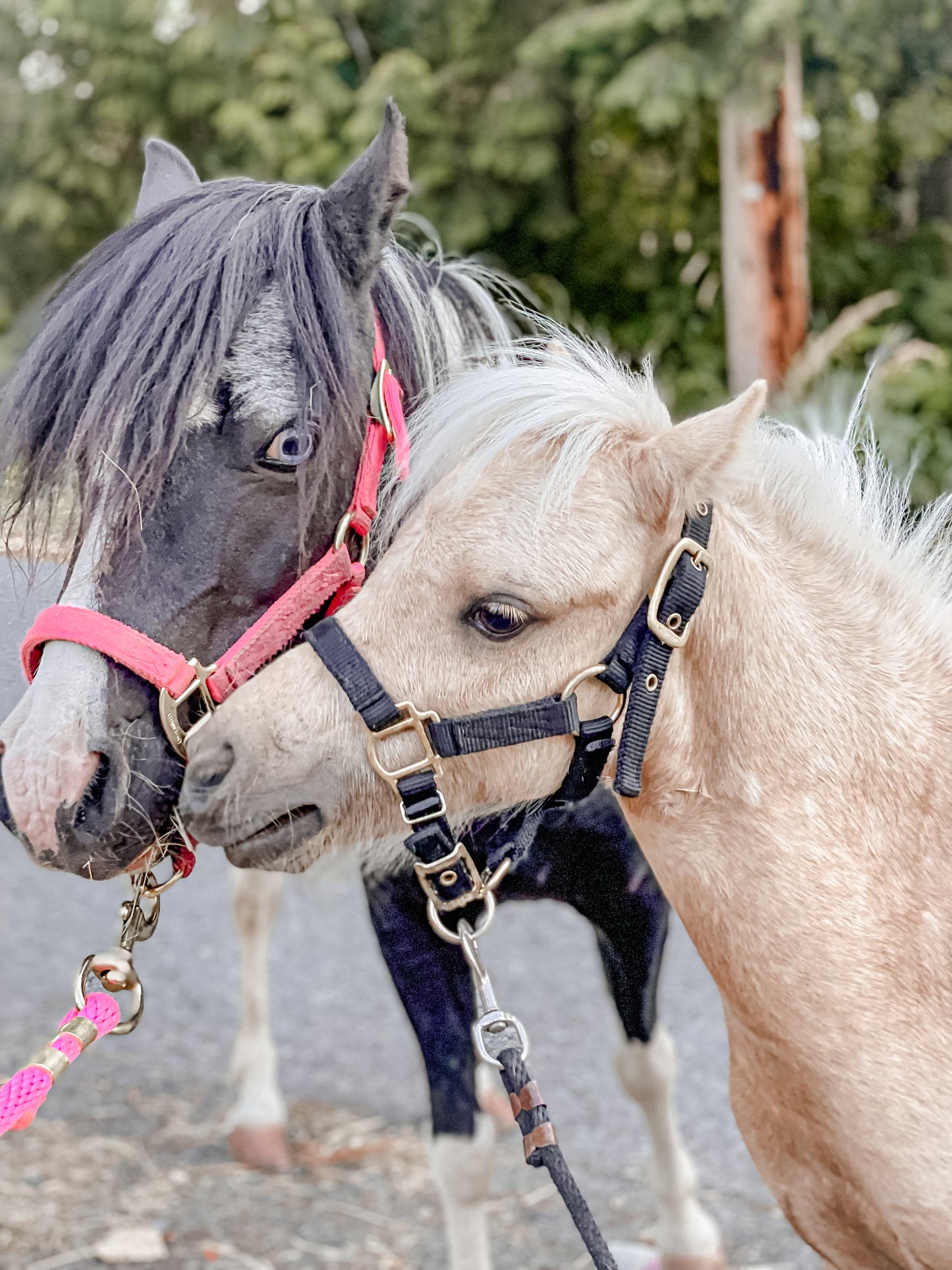 Miniature Horses Nuzzling Eachother