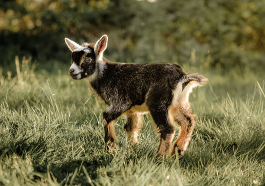 Goatling standing in a grassy field with blurred trees in the background